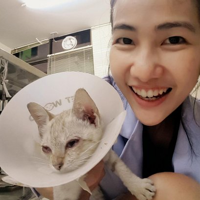 บี้เกิ้ลท้องโย้แต่คลอดไม่ออก คุณหมอช่วยด้วยข้อมูลสัตว์ป่วย “คิตตี้”เป็นแม่แมวร่างน้อย สายพันธุ์ British Shorthair เพศเมีย อายุ 1 ปี เข้ารับการรักษาที่โรงพยาบาลสัตว์ไอเว็ทด้วยอาการคลอดลำบาก โดยเจ้าของสังเกตพบว่าภายหลังจากน้องคิตตี้มีน้ำคร่ำไหลออกทางอวัยวะเ